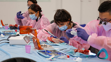 student-hands-on-intro-to-implant-surgery-course-new-zealand-queenstown-iidf