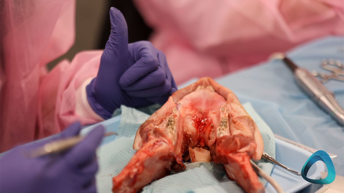 pigs-jaw-surgery-intro-to-implant-surgery-course-new-zealand-queenstown-iidf